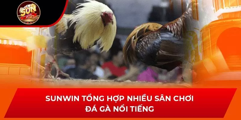 Sunwin tổng hợp nhiều sân chơi đá gà nổi tiếng