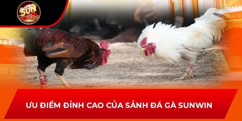 Ưu điểm đỉnh cao của sảnh đá gà Sunwin 