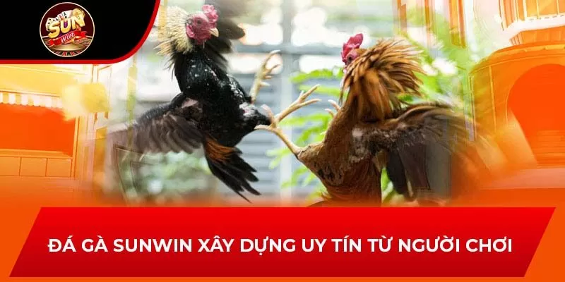 Đá gà Sunwin xây dựng uy tín từ người chơi